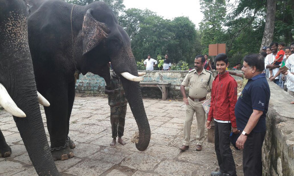 Karnataka elephants