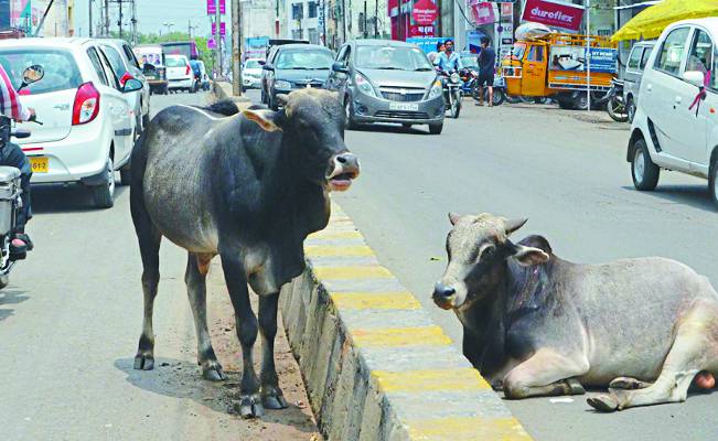 Kanji House in Bhopal