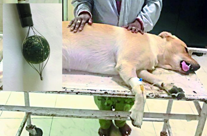 dog treatment sexy dog dog videos  girl and dog Veterinary physician veterinary university madhya pradesh india