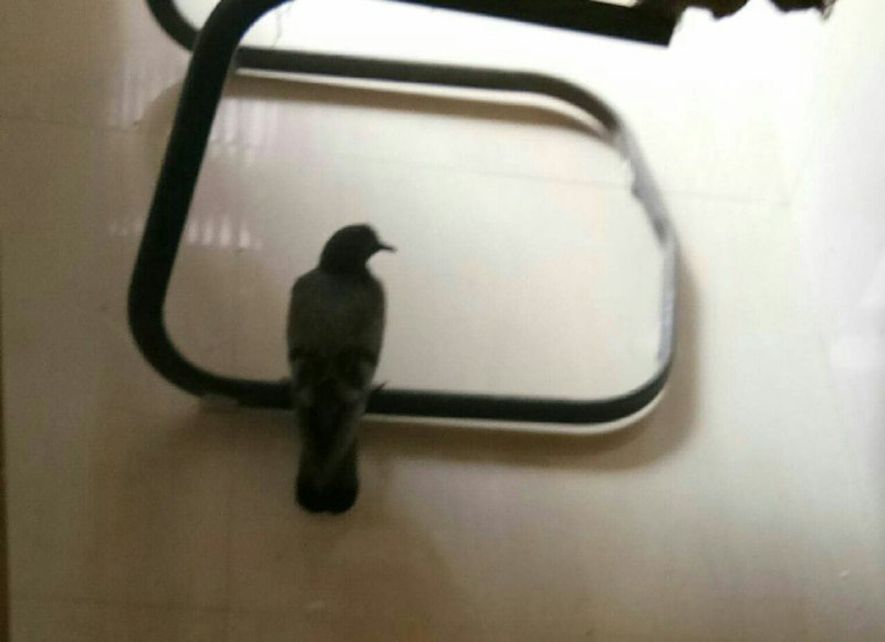 यह कबूतर मर गया तो भूख हड़ताल पर बैठ जाएगी कांग्रेस