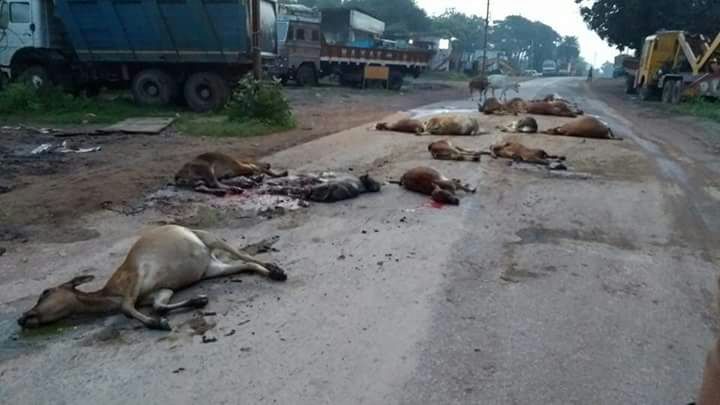 सड़क पर मरी पड़ी थी 16 गाय