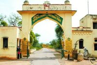 Dangers in the tigers den at sariska