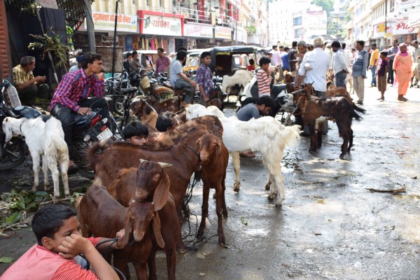 PICS: bakara eid celebration 2017 starts at udaipur