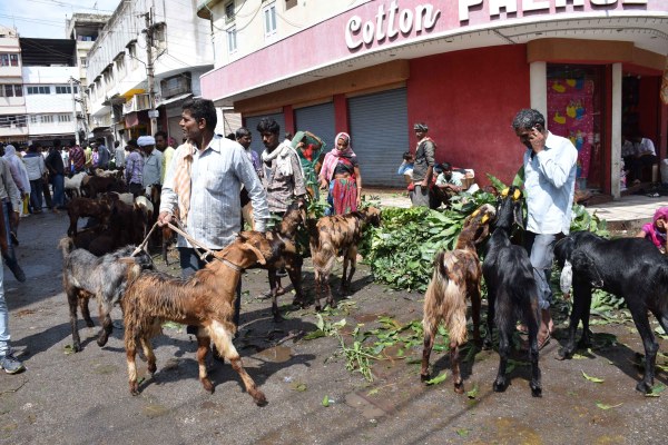 PICS: bakara eid celebration 2017 starts at udaipur
