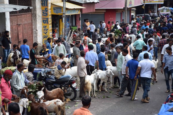 PICS: bakara eid celebration 2017 starts at udaipur