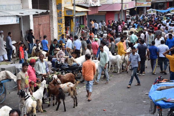 PICS: bakara eid celebration 2017 starts at udaipur