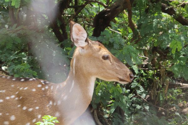 beautiful pics of deer park 