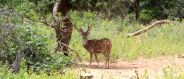 beautiful pics of deer park