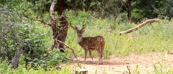 beautiful pics of deer park 