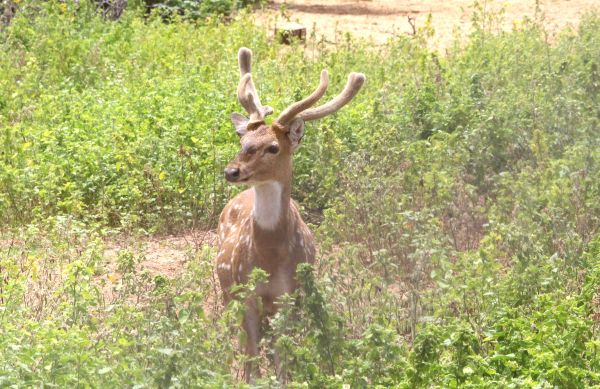 beautiful pics of deer park 