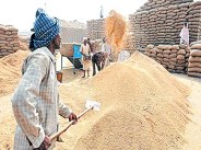 grains  purchage