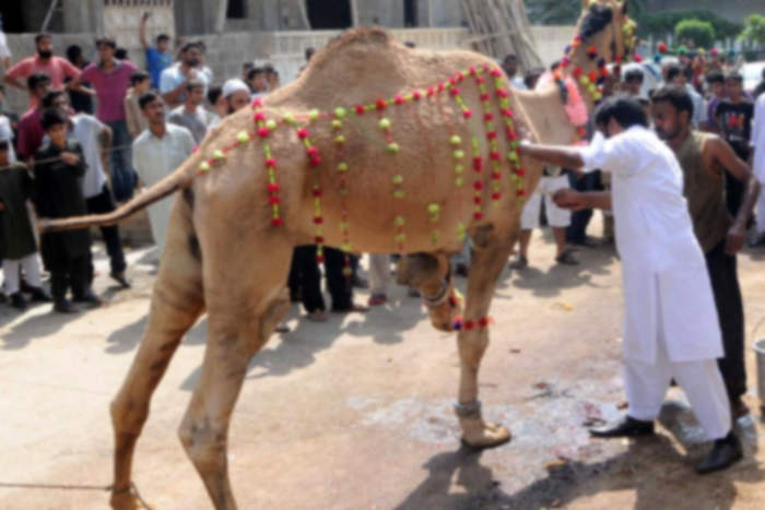 camel sacrifice