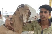 News for bakrid, Eid-Ul-Zuha 2017