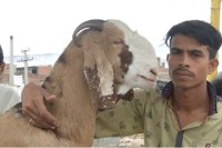 News for bakrid, Eid-Ul-Zuha 2017