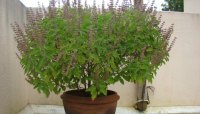 tulsi