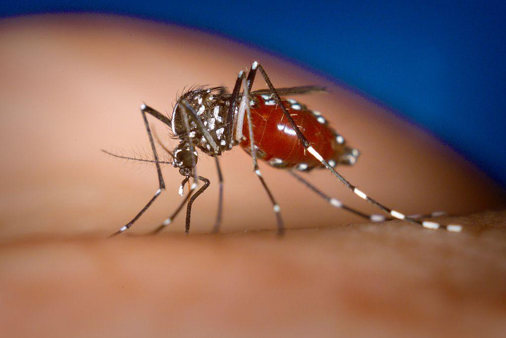 These Greek medicines are effective in dengue