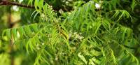 Neem leaves home remedies