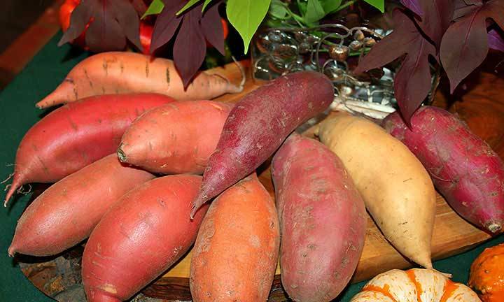 sweet-potato-is-medicine-for-many-diseases