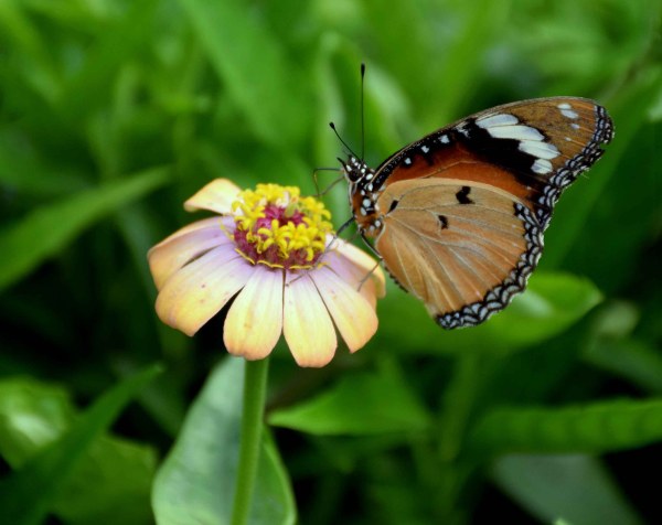 PICS: saheliyon ki badi and flowers udaipur