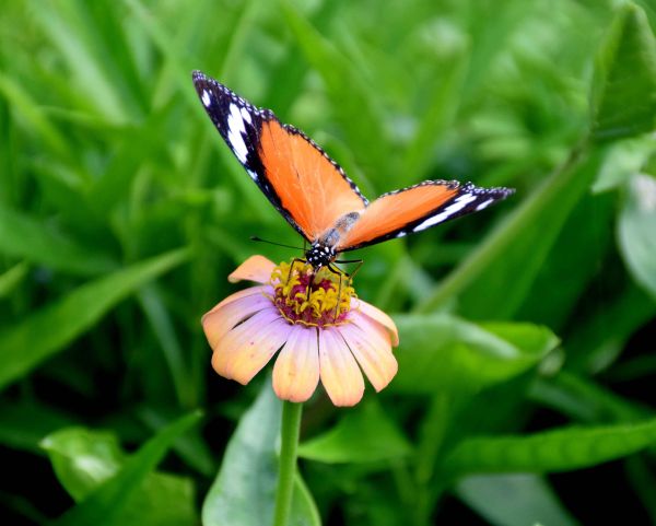 PICS: saheliyon ki badi and flowers udaipur