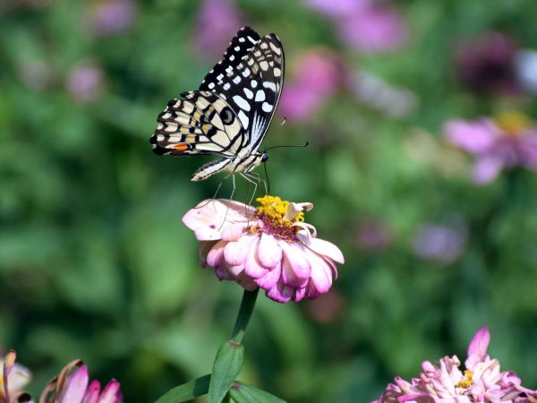 PICS: saheliyon ki badi and flowers udaipur