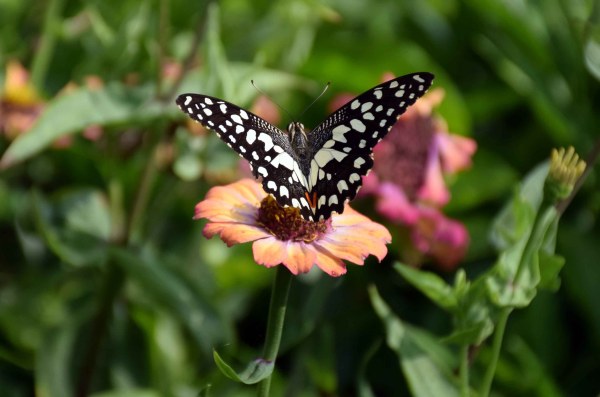 PICS: saheliyon ki badi and flowers udaipur