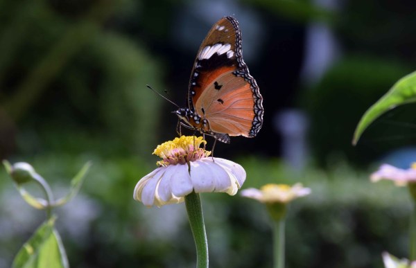 PICS: saheliyon ki badi and flowers udaipur