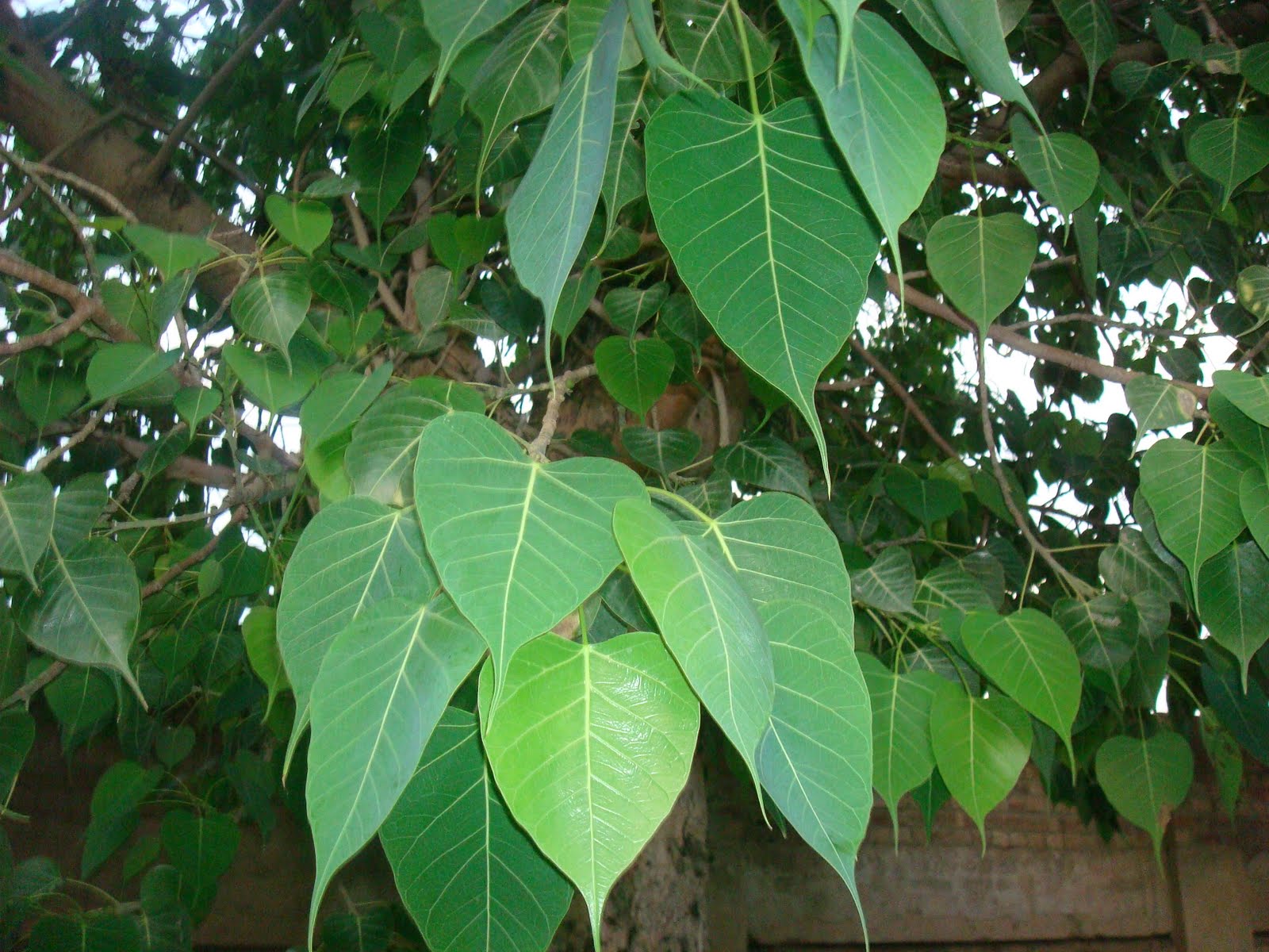 pipal-leaves-protecting-from-heart-diseases-by-cleansing-blood