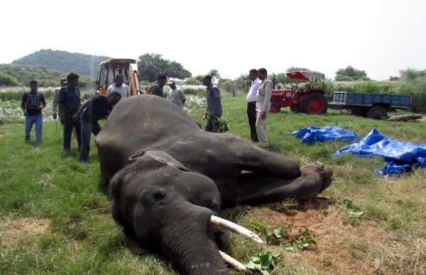 Suspicious death of elephant in Panna Tiger Reserve