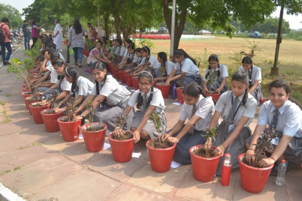 Tree Plantation by IMA Woman Wing and Rotary Club Padmini