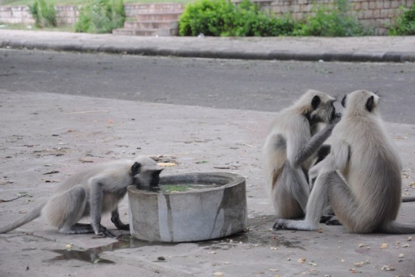 monkey in jodhpur