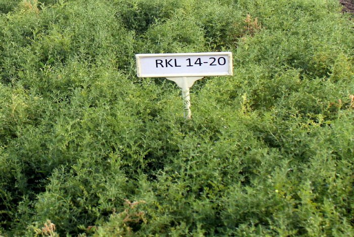 Kota Agricultural University, Agriculture Scientist, Agriculture Discovery, Discovered new Species of Lentil, Kota Masur 2, Agriculture News, Rajasthan Patrika, Kota Patrika, Kota News, Patrika News