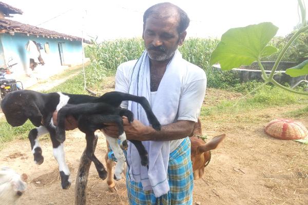 goat cub has 8 legs