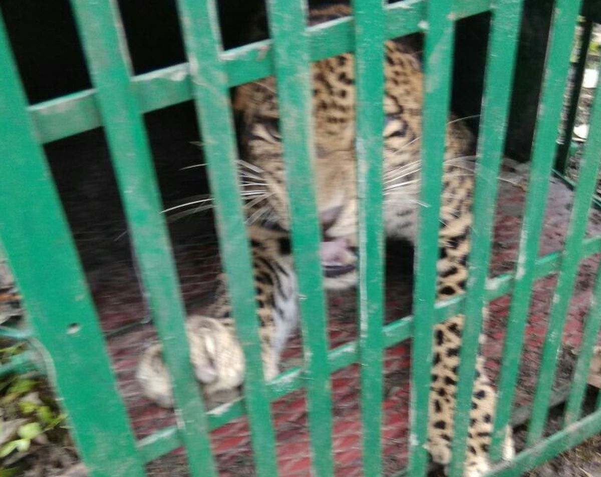 Barwani: Captured in the man-eating leopard cage