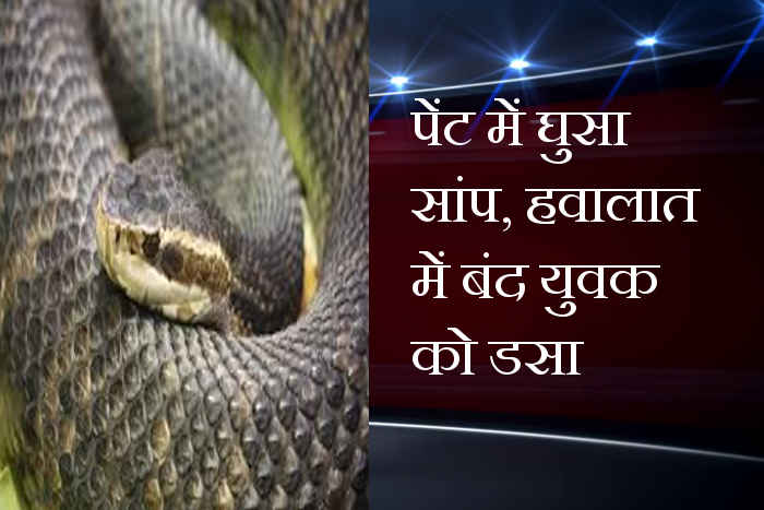 Bhilwara, Bhilwara news, Arrested youth snake bite in bhilwara, Latest news in bhilwara, Bhilwara News in hindi, Latest bhilwara news in hindi