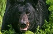 deadly bear