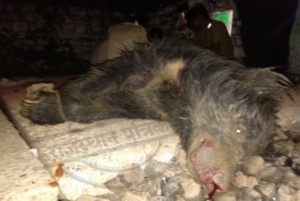 Bear Death in Kota, Bear Death on Dara Railway Track, Broken Tale, Tiger Broken Tale, Mukundara Hills Tiger Reserve, Forest Department Kota, Forest Department Rajasthan, Rajasthan Patrika, Kota Patrika, Kota News, Patrika News