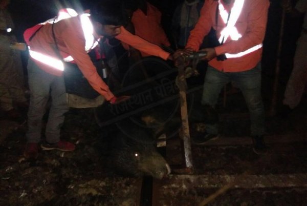 Bear Death in Kota, Bear Death on Dara Railway Track, Broken Tale, Tiger Broken Tale, Mukundara Hills Tiger Reserve, Forest Department Kota, Forest Department Rajasthan, Rajasthan Patrika, Kota Patrika, Kota News, Patrika News