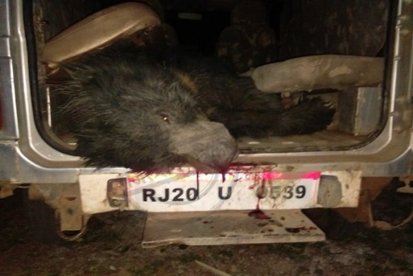 Bear Death in Kota, Bear Death on Dara Railway Track, Broken Tale, Tiger Broken Tale, Mukundara Hills Tiger Reserve, Forest Department Kota, Forest Department Rajasthan, Rajasthan Patrika, Kota Patrika, Kota News, Patrika News