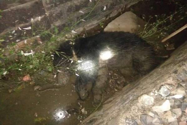 Bear Death in Kota, Bear Death on Dara Railway Track, Broken Tale, Tiger Broken Tale, Mukundara Hills Tiger Reserve, Forest Department Kota, Forest Department Rajasthan, Rajasthan Patrika, Kota Patrika, Kota News, Patrika News