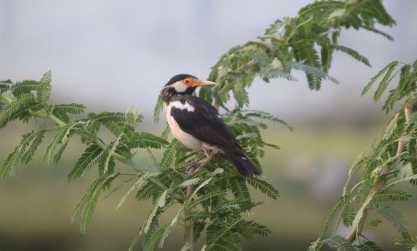 beautiful pics of birds