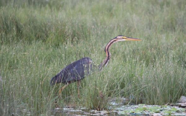 beautiful pics of birds