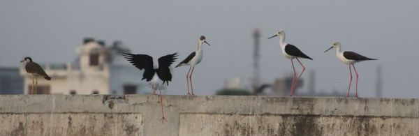 beautiful pics of birds