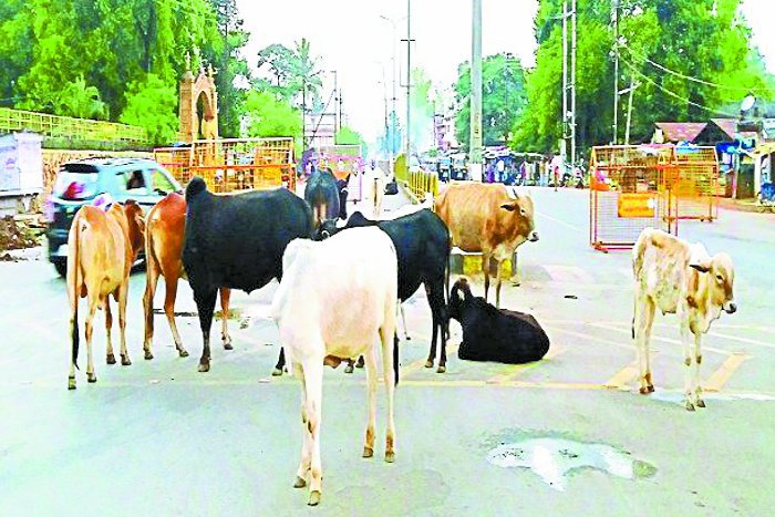 Cattle will not wander for fodder, 14 cows will be built from four crores, will own their own pasture