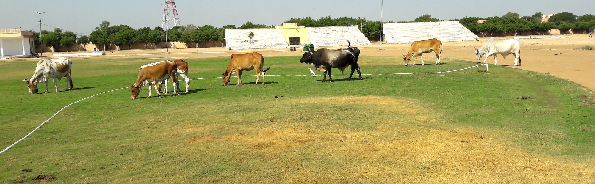 No entry for players in green stedium entry for animals