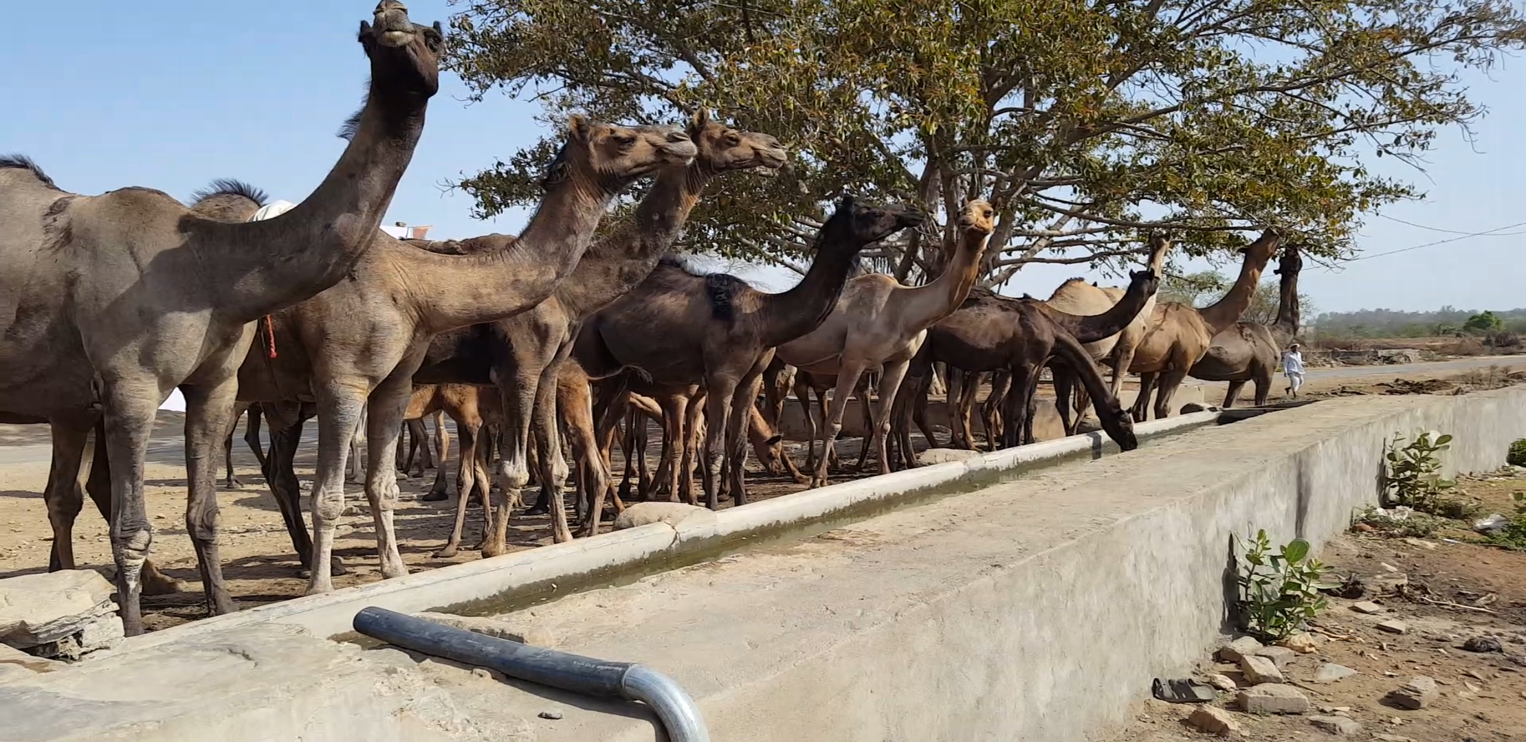 Bhilwara, Bhilwara news, The advantage of not getting scheme camel breeders in bhilwara, Latest news in bhilwara, bhilwara news in hindi, Latest hindi news in bhilwara