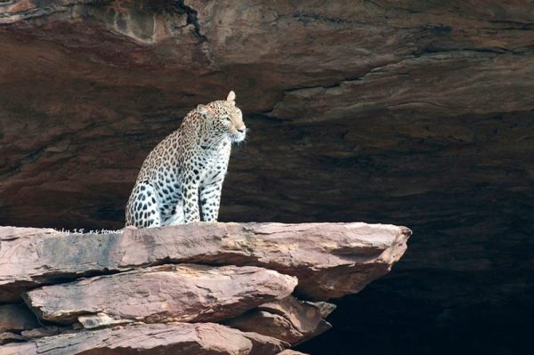 Bear Death in Kota, Bear Death on Dara Railway Track, Broken Tale, Tiger Broken Tale, Mukundara Hills Tiger Reserve, Forest Department Kota, Forest Department Rajasthan, Rajasthan Patrika, Kota Patrika, Kota News, Patrika News