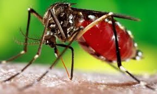 Dengue and scrub typhus womans death
