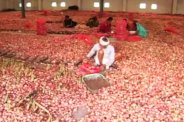 waste of onion