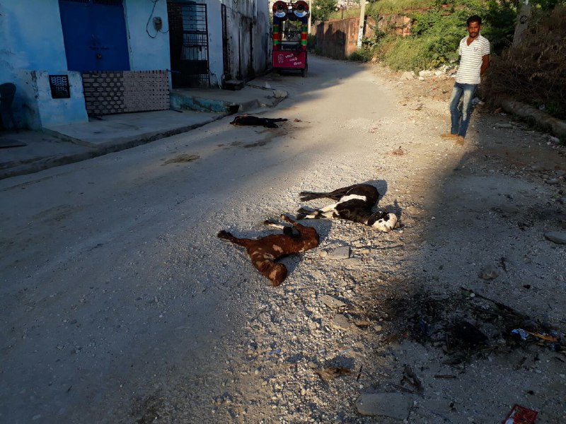 Rajsamand,Rajsamand news,Rajsamand Hindi news,rajsamand news in hindi,panther in rajsamand,Latest News rajsamand,Latest hindi news rajsamand,